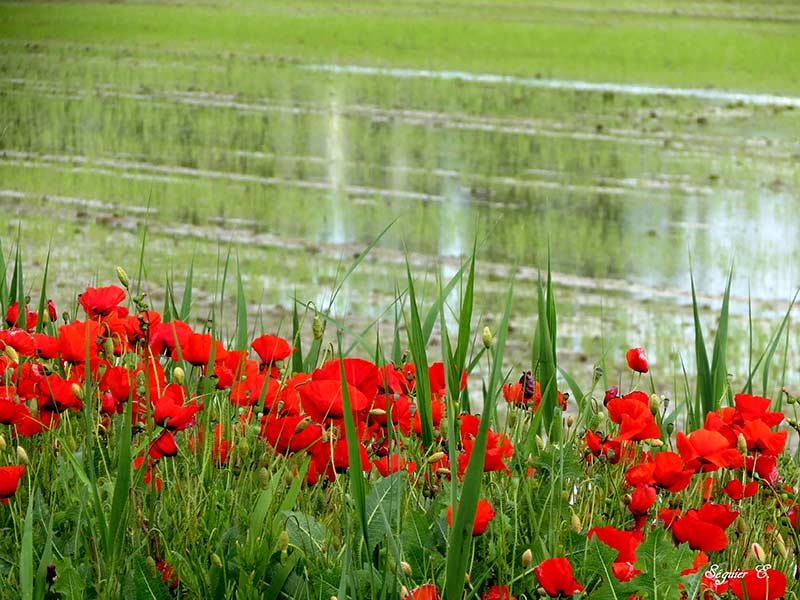 riz camargue qualité produits