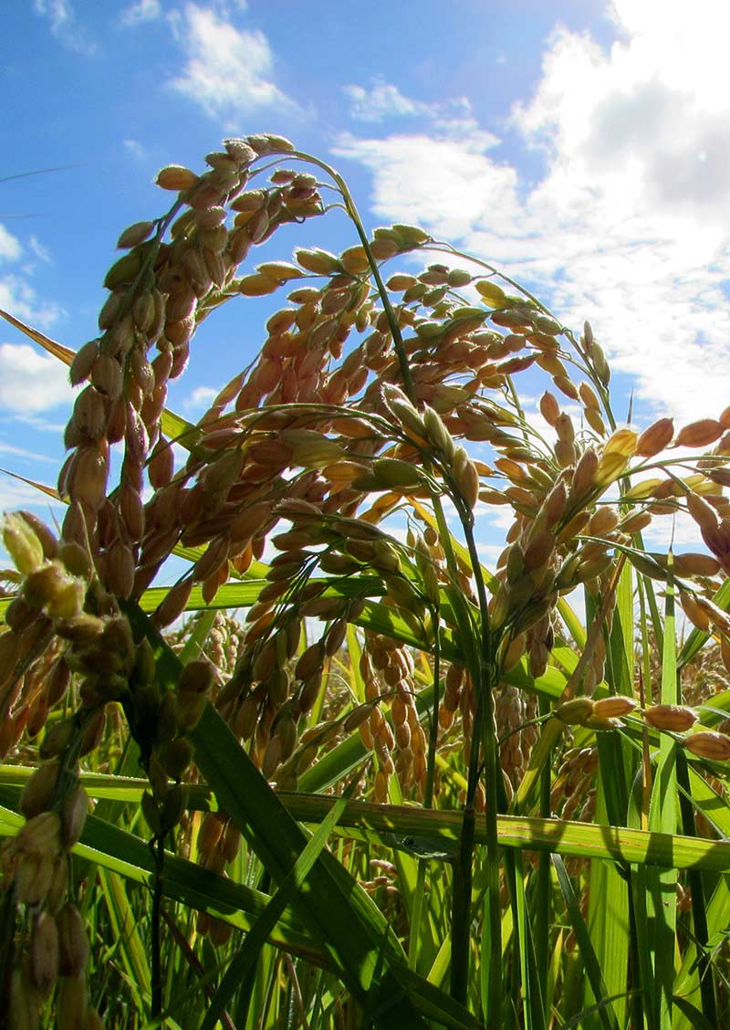 riz camargue qualité produits