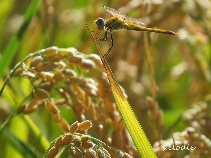 traçabilité riz camargue